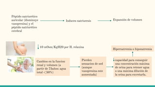 Péptido natriurético
auricular (disminuye
vasopresina) y el
péptido natriurético
cerebral
Inducen natriuresis Expansión de volumen
10 mOsm/KgH20 por H. relaxina
Cambios en la funcion
renal y volumen (a
partir de 75años: agua
total <50%)
Pierden
sensacion de sed
(aunque
vasopresina este
aumentada)
capacidad para conseguir
una concentración máxima
de orina para retener agua
o una máxima dilución de
la orina para excretarla.
Hipernatremia o hiponatremia
 