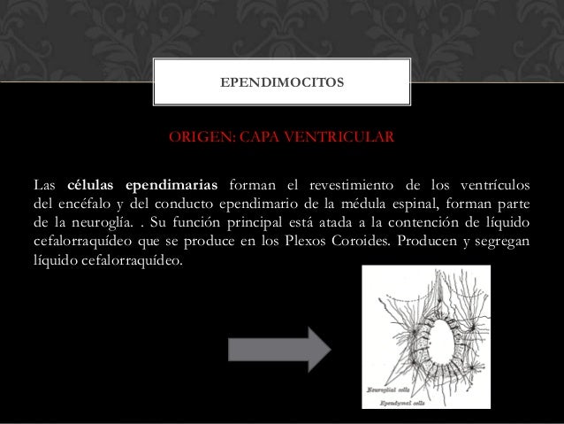 Neurohistogénesis SNC Y SNP