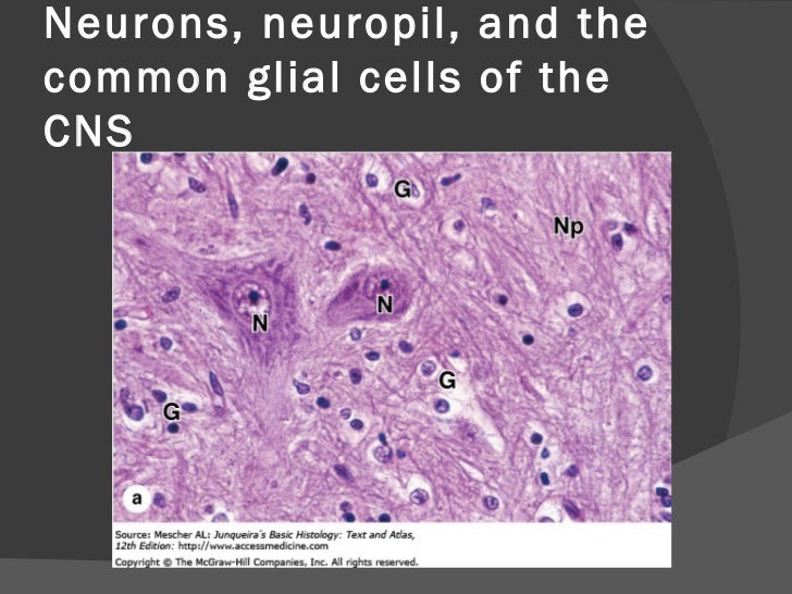 corelating neurohistology with functions By Dr. Arshad