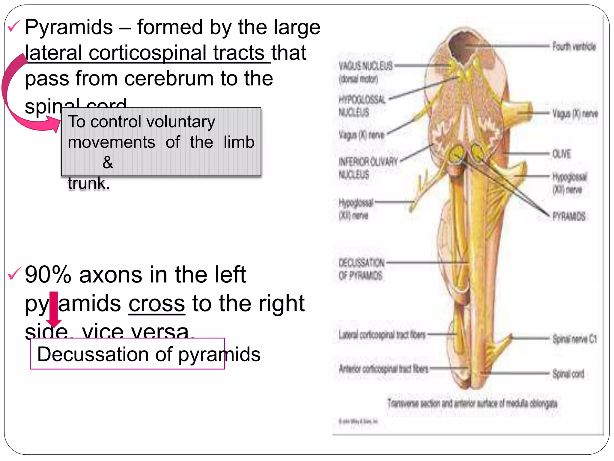 Neuroanatomy (generally) | PPTX