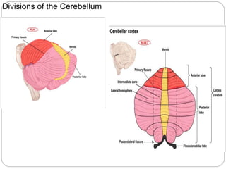 Divisions of the Cerebellum
 