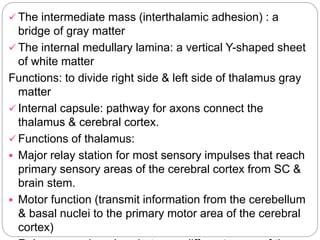  The intermediate mass (interthalamic adhesion) : a
bridge of gray matter
 The internal medullary lamina: a vertical Y-shaped sheet
of white matter
Functions: to divide right side & left side of thalamus gray
matter
 Internal capsule: pathway for axons connect the
thalamus & cerebral cortex.
 Functions of thalamus:
 Major relay station for most sensory impulses that reach
primary sensory areas of the cerebral cortex from SC &
brain stem.
 Motor function (transmit information from the cerebellum
& basal nuclei to the primary motor area of the cerebral
cortex)
 