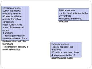 Intralaminar nuclei
(within the internal
medullary lamina)
•Connects with the
reticular formation,
cerebellum,
basal nuclei & wide
areas of the cerebral
cortex.
•Function:
- Arousal (activation of
the cerebral cortex from
the brain stem reticular
formation)
- Integration of sensory &
motor information
Midline nucleus
• a thin band adjacent to the
3rd ventricle
•Functions: memory &
olfaction
Reticular nucleus
• lateral aspect of the
thalamus
•Functions: monitors, filters
& integrate activities of
other thalamic nuclei.
 