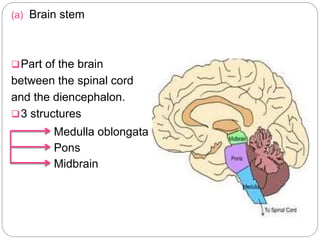(a) Brain stem
Part of the brain
between the spinal cord
and the diencephalon.
3 structures
Medulla oblongata
Pons
Midbrain
 