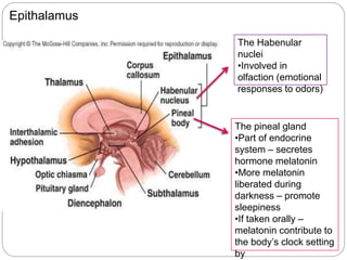 Epithalamus
The pineal gland
•Part of endocrine
system – secretes
hormone melatonin
•More melatonin
liberated during
darkness – promote
sleepiness
•If taken orally –
melatonin contribute to
the body’s clock setting
by
The Habenular
nuclei
•Involved in
olfaction (emotional
responses to odors)
 
