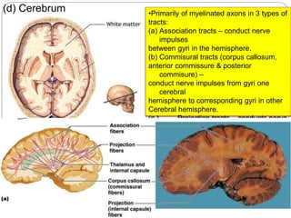 (d) Cerebrum •Primarily of myelinated axons in 3 types of
tracts:
(a) Association tracts – conduct nerve
impulses
between gyri in the hemisphere.
(b) Commisural tracts (corpus callosum,
anterior commissure & posterior
commisure) –
conduct nerve impulses from gyri one
cerebral
hemisphere to corresponding gyri in other
Cerebral hemisphere.
(c ) Projection tracts – conducts nerve
impulses
from cerebrum to lower part of CNS
(thalamus,
brainstem /SC) of from lower parta of the
CNS
To the cerebrum.
 