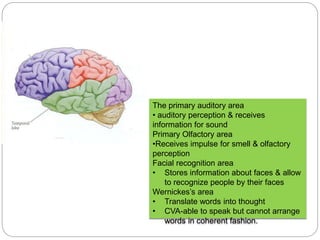 The primary auditory area
• auditory perception & receives
information for sound
Primary Olfactory area
•Receives impulse for smell & olfactory
perception
Facial recognition area
• Stores information about faces & allow
to recognize people by their faces
Wernickes’s area
• Translate words into thought
• CVA-able to speak but cannot arrange
words in coherent fashion.
 