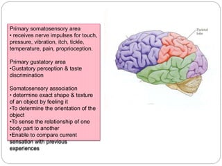 Primary somatosensory area
• receives nerve impulses for touch,
pressure, vibration, itch, tickle,
temperature, pain, proprioception.
Primary gustatory area
•Gustatory perception & taste
discrimination
Somatosensory association
• determine exact shape & texture
of an object by feeling it
•To determine the orientation of the
object
•To sense the relationship of one
body part to another
•Enable to compare current
sensation with previous
experiences
 