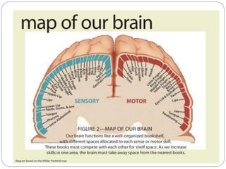 Neuroanatomy (generally)