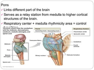 Pons
 Links different part of the brain
 Serves as a relay station from medulla to higher cortical
structures of the brain.
 Respiratory center + medulla rhythmicity area = control
breathing
 