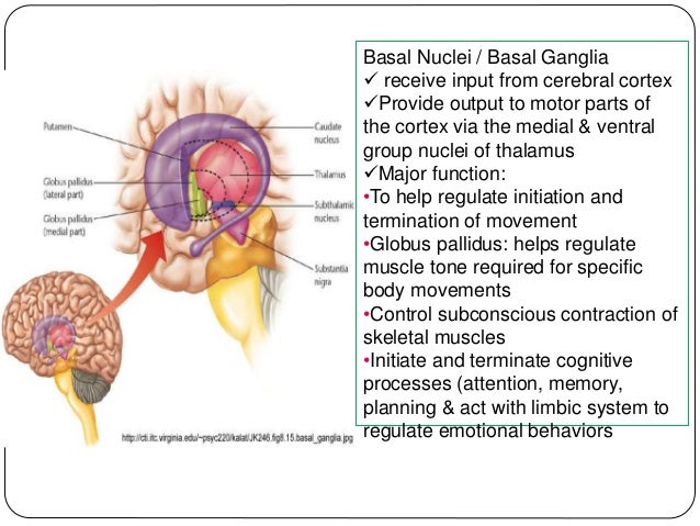 Neuroanatomy (generally)