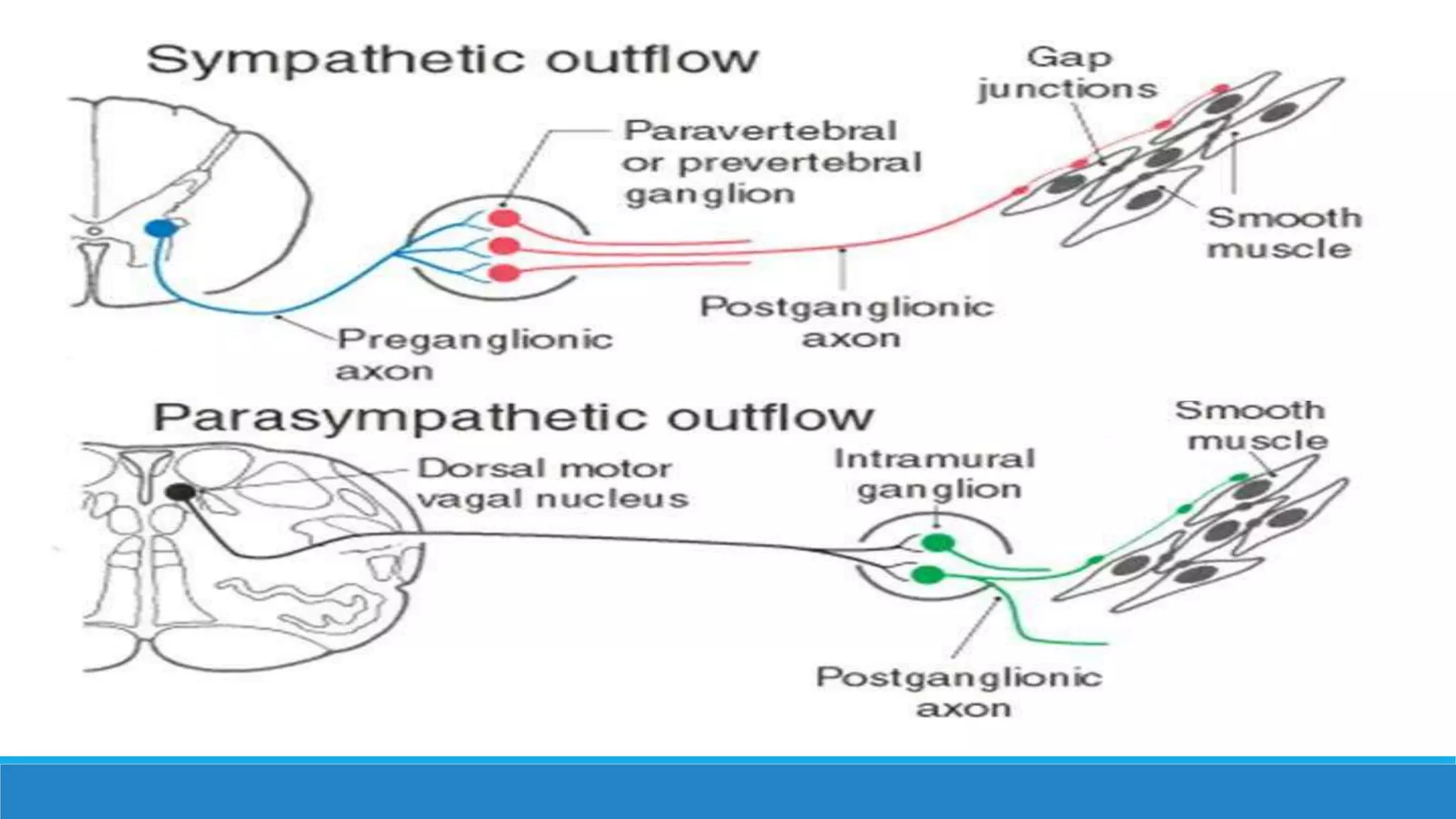 Humoral Control Neuro-Humoral Control During Orthostasis In Health And Disease – JOIX