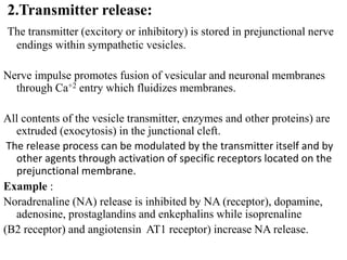 2.Transmitter release:
The transmitter (excitory or inhibitory) is stored in prejunctional nerve
endings within sympathetic vesicles.
Nerve impulse promotes fusion of vesicular and neuronal membranes
through Ca+2 entry which fluidizes membranes.
All contents of the vesicle transmitter, enzymes and other proteins) are
extruded (exocytosis) in the junctional cleft.
The release process can be modulated by the transmitter itself and by
other agents through activation of specific receptors located on the
prejunctional membrane.
Example :
Noradrenaline (NA) release is inhibited by NA (receptor), dopamine,
adenosine, prostaglandins and enkephalins while isoprenaline
(B2 receptor) and angiotensin AT1 receptor) increase NA release.
 