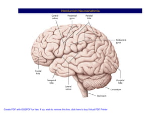 Neuroanatomia I | PDF
