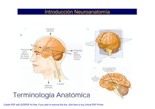 Neuroanatomia I | PDF