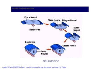 Neuroanatomia I | PDF