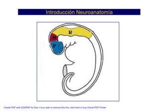 Neuroanatomia I | PDF