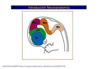 Neuroanatomia I | PDF
