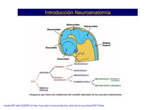 Neuroanatomia I | PDF