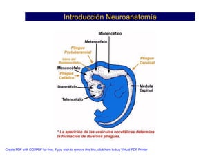 Neuroanatomia I | PDF