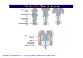 Neuroanatomia I | PDF