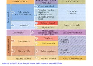 Neuroanatomia I | PDF