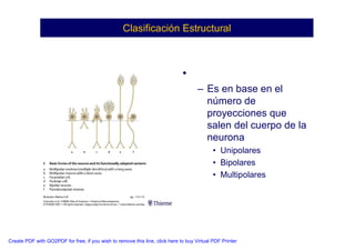 Neuroanatomia I | PDF