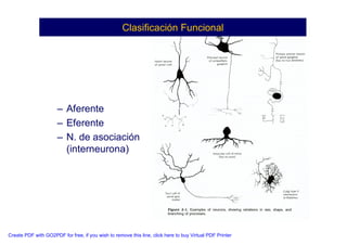 Neuroanatomia I | PDF