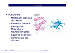 Neuroanatomia I | PDF