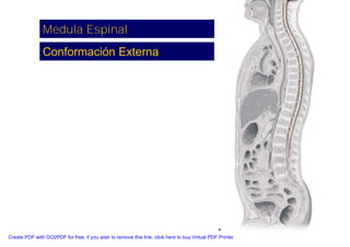 Neuroanatomia I | PDF