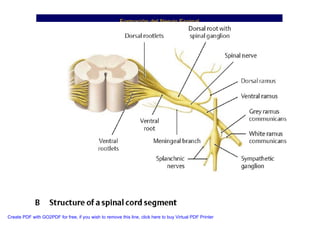 Neuroanatomia I | PDF