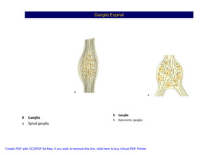 Neuroanatomia I | PDF