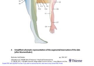Neuroanatomia I | PDF