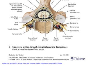Neuroanatomia I | PDF
