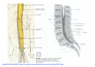 Neuroanatomia I | PDF