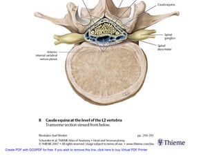 Neuroanatomia I | PDF