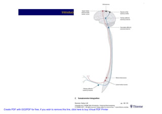Neuroanatomia I | PDF