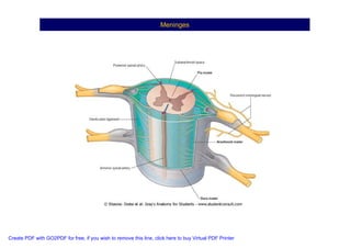 Neuroanatomia I | PDF