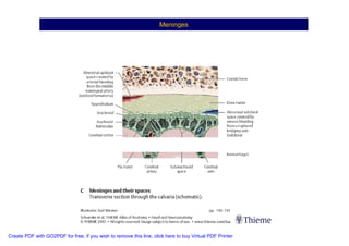 Neuroanatomia I | PDF