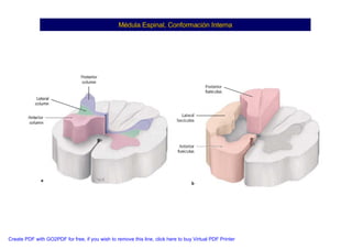 Neuroanatomia I | PDF