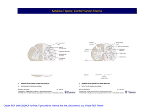 Neuroanatomia I | PDF
