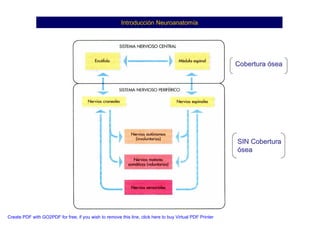 Neuroanatomia I | PDF