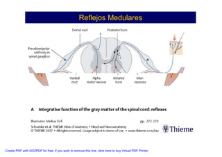Neuroanatomia I | PDF