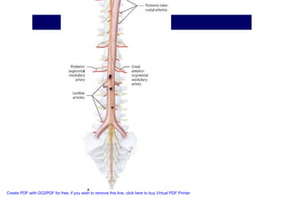 Neuroanatomia I | PDF