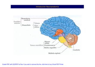 Neuroanatomia I | PDF