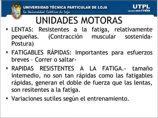UNIDADES MOTORAS LENTAS: Resistentes a la fatiga, relativamente pequeñas. (Contracción muscular sostenida-Postura) FATIGABLES RÁPIDAS: Importantes para esfuerzos breves – Correr o saltar- RAPIDAS RESISTENTES A LA FATIGA.- tamaño intemedio, no son tan rápidas como las fatigables rápidas, generan el doble de fuerza que las lentas, son resitentes a la fatiga. Variaciones sutiles según el entrenamiento. 