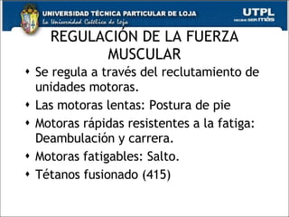 REGULACIÓN DE LA FUERZA MUSCULAR Se regula a través del reclutamiento de unidades motoras.  Las motoras lentas: Postura de pie Motoras rápidas resistentes a la fatiga: Deambulación y carrera. Motoras fatigables: Salto. Tétanos fusionado (415) 