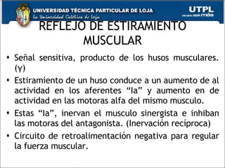 REFLEJO DE ESTIRAMIENTO MUSCULAR Señal sensitiva, producto de los husos musculares. ( γ ) Estiramiento de un huso conduce a un aumento de al actividad en los aferentes “Ia” y aumento en de actividad en las motoras alfa del mismo musculo. Estas “Ia”, inervan el musculo sinergista e inhiban las motoras del antagonista. (Inervación recíproca) Circuito de retroalimentación negativa para regular la fuerza muscular. 