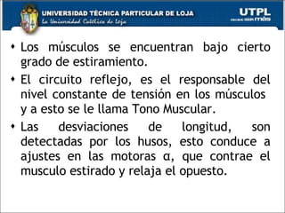 Los músculos se encuentran bajo cierto grado de estiramiento. El circuito reflejo, es el responsable del nivel constante de tensión en los músculos  y a esto se le llama Tono Muscular. Las desviaciones de longitud, son detectadas por los husos, esto conduce a ajustes en las motoras  α , que contrae el musculo estirado y relaja el opuesto. 
