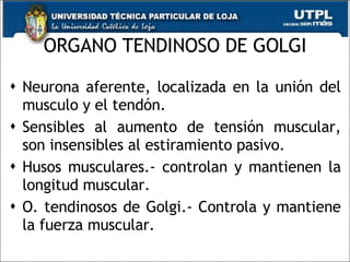 ORGANO TENDINOSO DE GOLGI Neurona aferente, localizada en la unión del musculo y el tendón. Sensibles al aumento de tensión muscular, son insensibles al estiramiento pasivo. Husos musculares.- controlan y mantienen la longitud muscular. O. tendinosos de Golgi.- Controla y mantiene la fuerza muscular. 